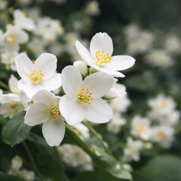 Elegant Jasmine Bloom